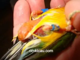 Kegemukan yang terjadi pada burung kenari