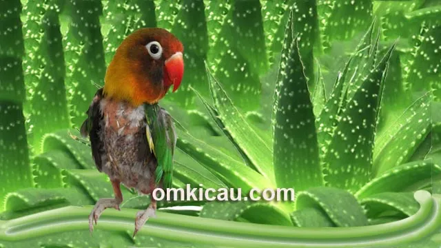 mengatasi burung botak mengatasi burung botak