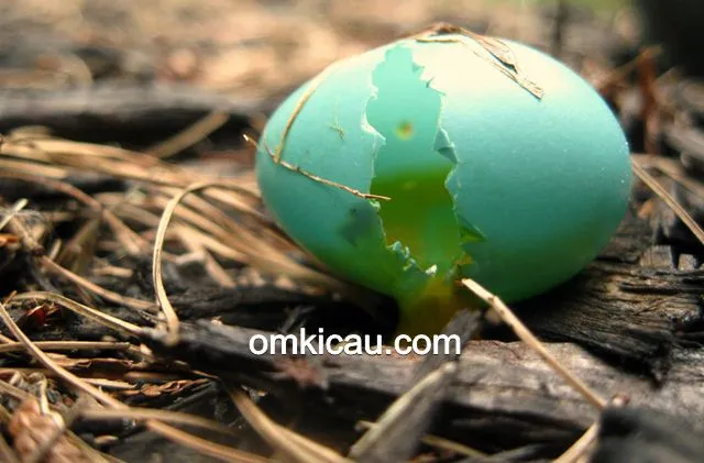 mengatasi telur retak mengatasi telur retak