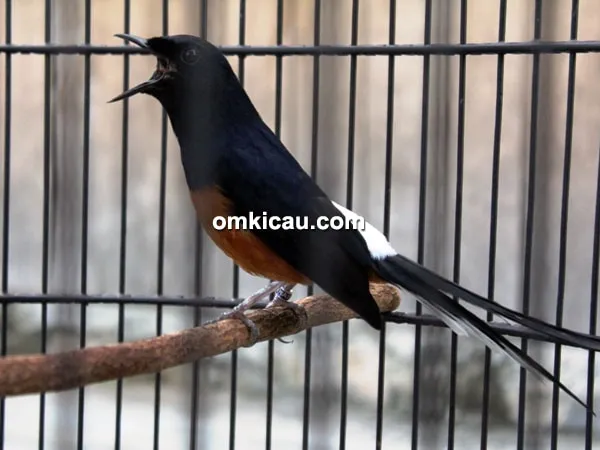 murai batu Skak Mat