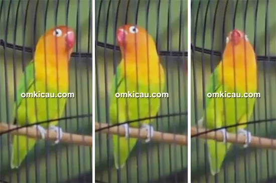 Lovebird Betet