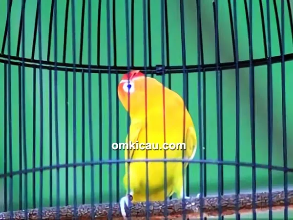 lovebird Gendewo Lovebird Gendewo