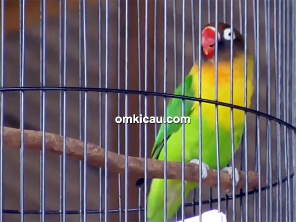 Lovebird Sak Masek Lovebird Sak Masek
