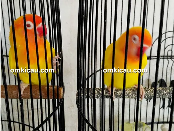 lovebird Yuro