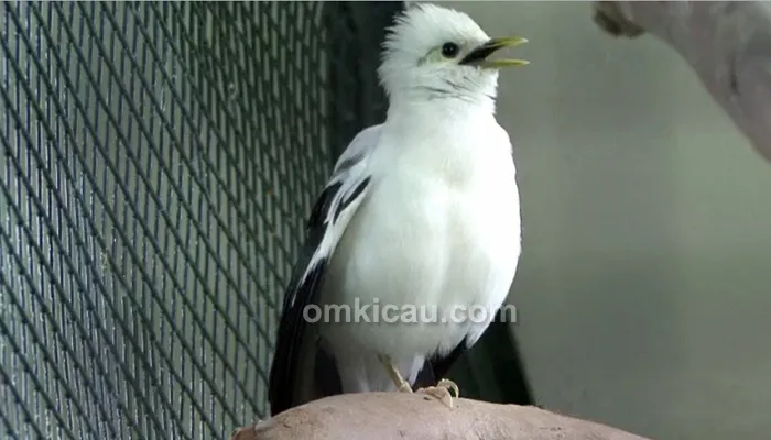 burung jalak putih Burung jalak putih