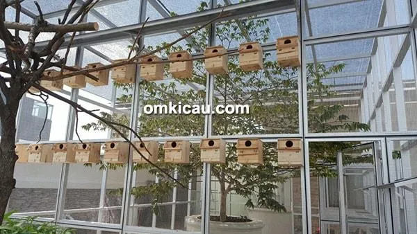 kandang ternak lovebird kandang ternak lovebird