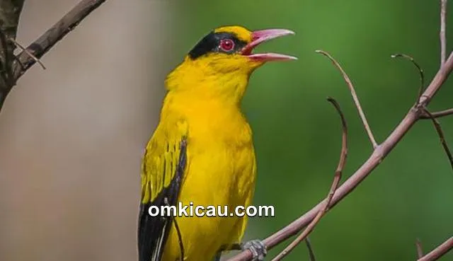 burung kepodang rajin bunyi burung kepodang rajin bunyi
