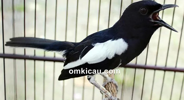 melatih kacer bakalan melatih kacer bakalan