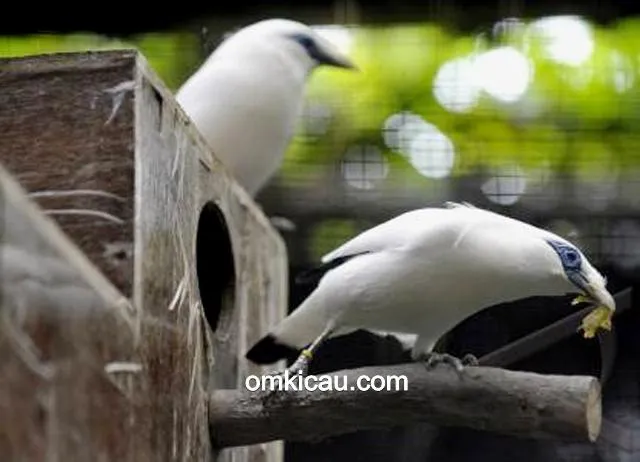 penangkaran burung dilindungi penangkaran burung dilindungi