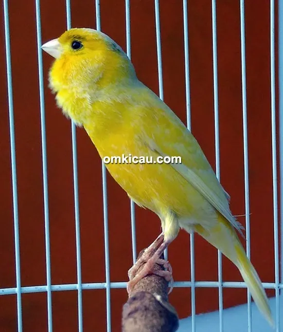 kenari Serdadu Kenari Serdadu
