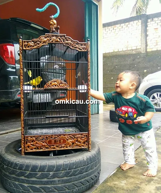 kenari Oppa