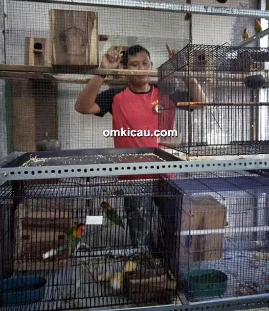 ternak lovebird baby prestasi ternak lovebird baby prestasi