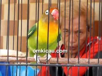 Lovebird Mourinho