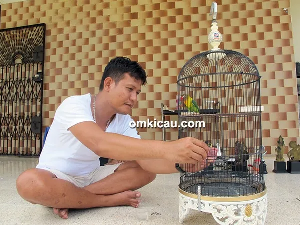 cara merawat burung lovebird