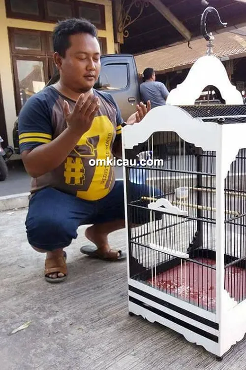 kenari Serdadu kenari Serdadu