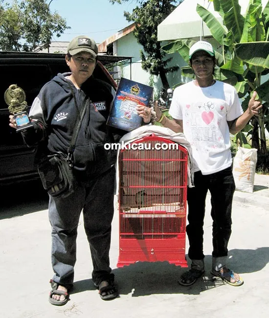cucak ijo Raja Sawer