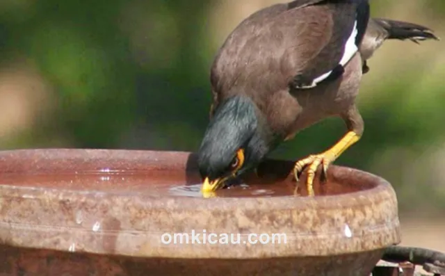 kebiasaan burung mencelupkan pakan di air minum kebiasaan burung mencelupkan pakan di air minum