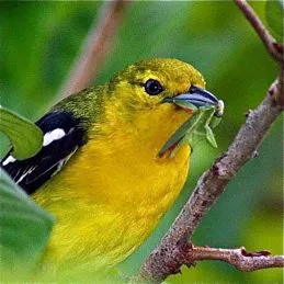 cara merawat burung cipoh cara merawat burung cipoh