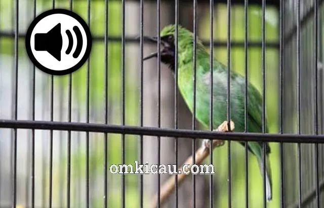 suara burung cucak ijo isian untuk masteran suara burung cucak ijo isian untuk masteran