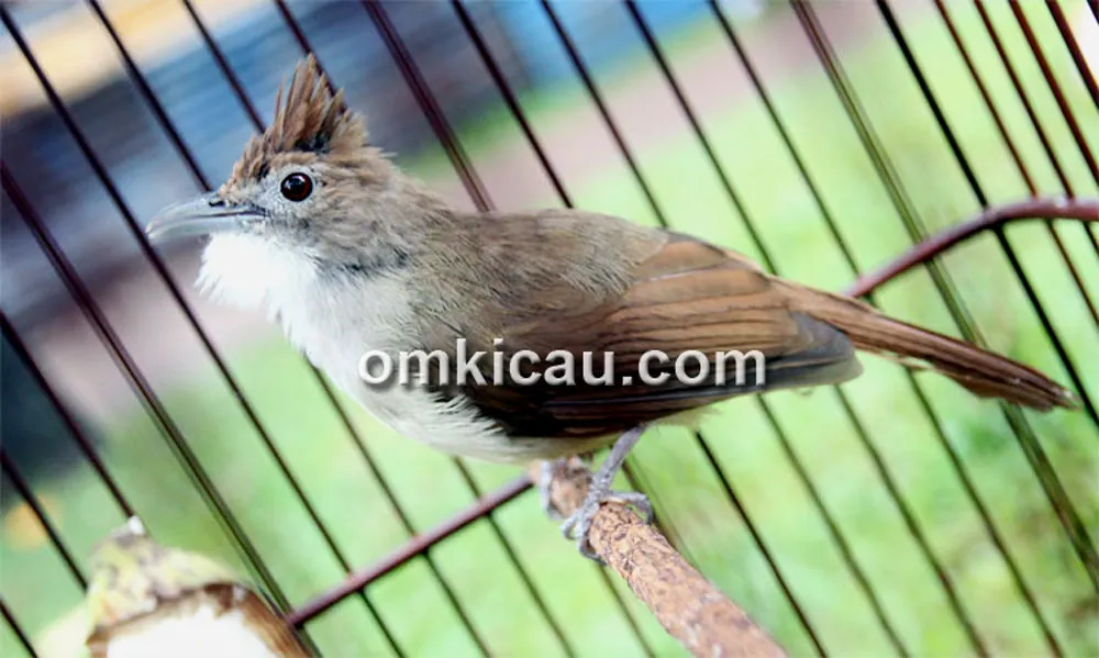 menggacorkan burung cucak jenggot menggacorkan burung cucak jenggot