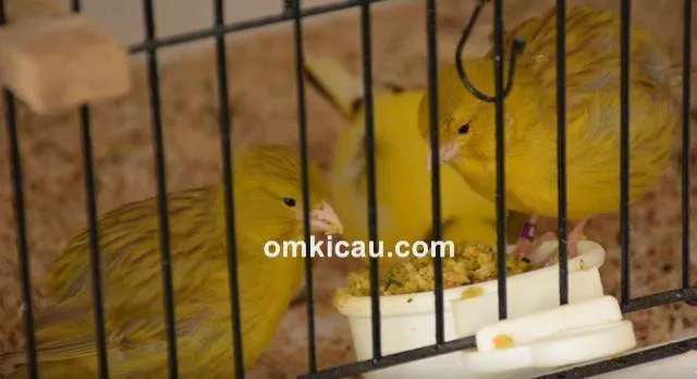 Pakan racikan burung kenari Pakan racikan burung kenari