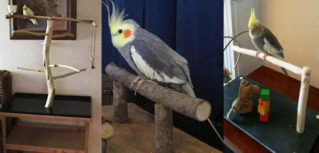 cara melatih burung cockatiel cara melatih burung cockatiel