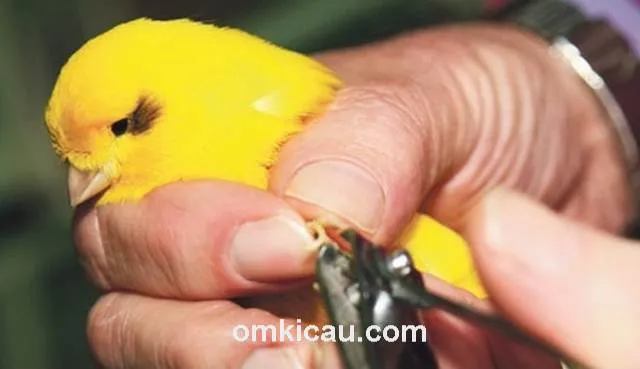 memotong kuku burung memotong kuku burung