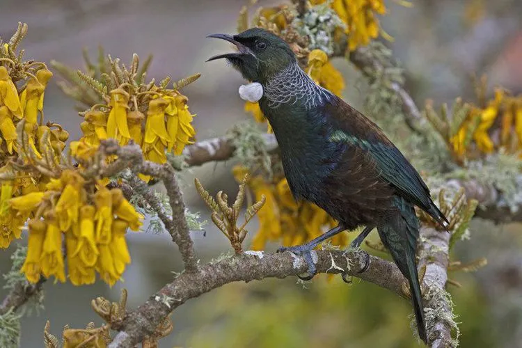 Burung tui Burung tui