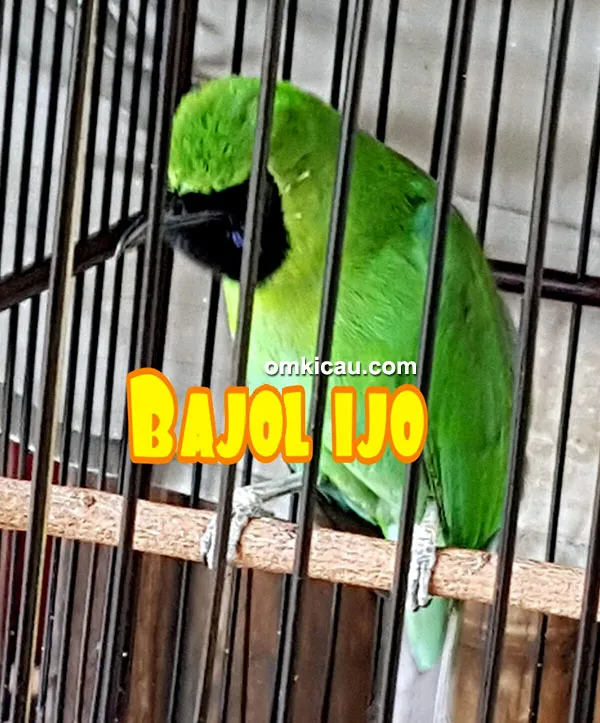 Cucak hijau Bajol Ijo