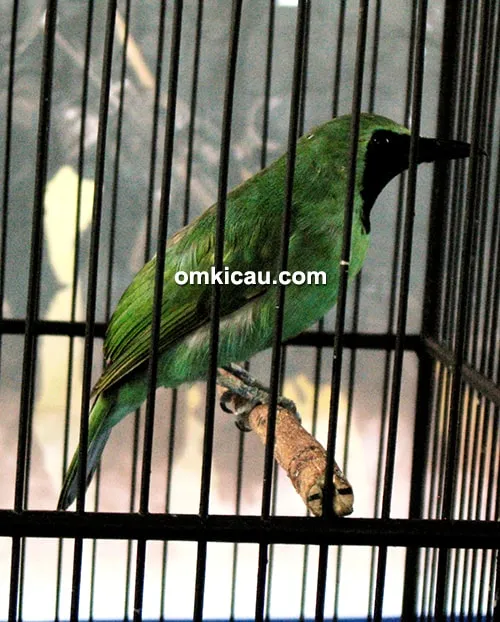 Cucak ijo Geronjal