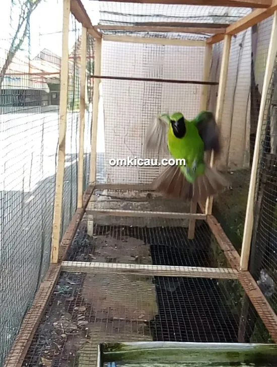 cara merawat burung cucak ijo
