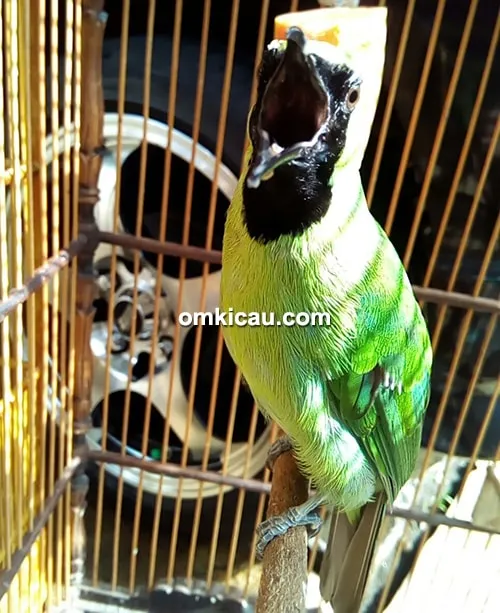 Cucak ijo Mbah Granatz