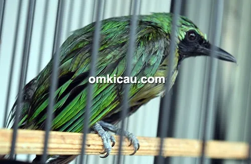 Cucak ijo Panglima