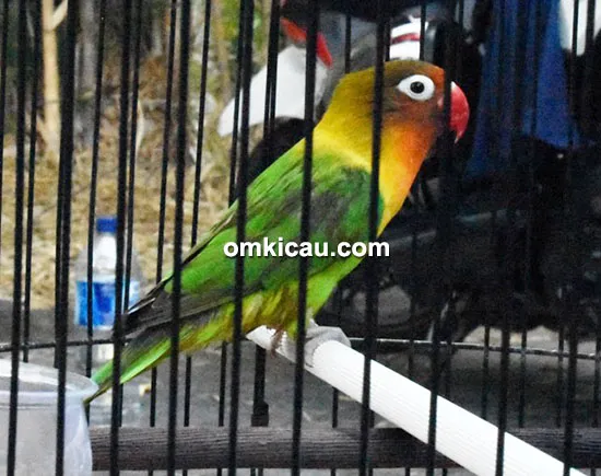 lovebird Omesh
