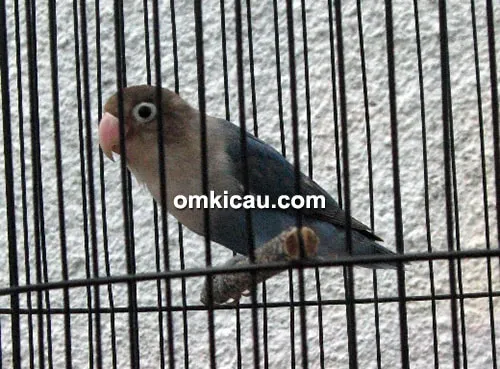 Lovebird Capper
