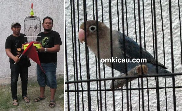 Lovebird Capper