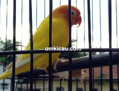 Lovebird Lemon Lovebird Lemon