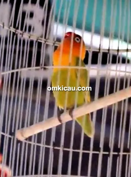 Lovebird Mukiyi