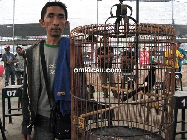 murai batu Rimba SP murai batu Rimba SP