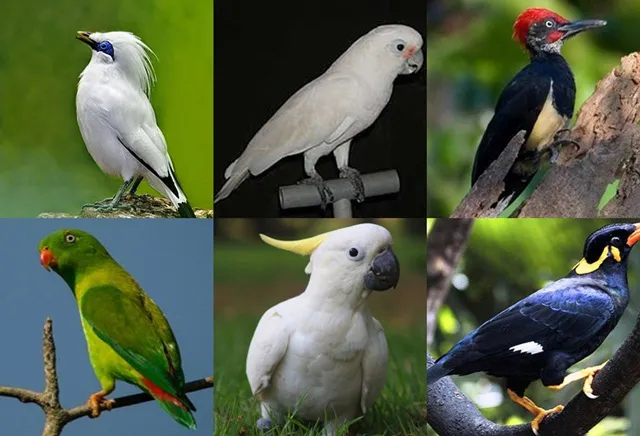 status perdagangan burung status perdagangan burung