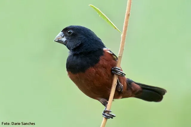 Suara kicauan burung picolet Suara kicauan burung picolet