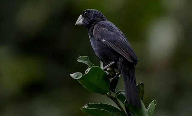 Suara kicauan burung twatwa Suara kicauan burung twatwa