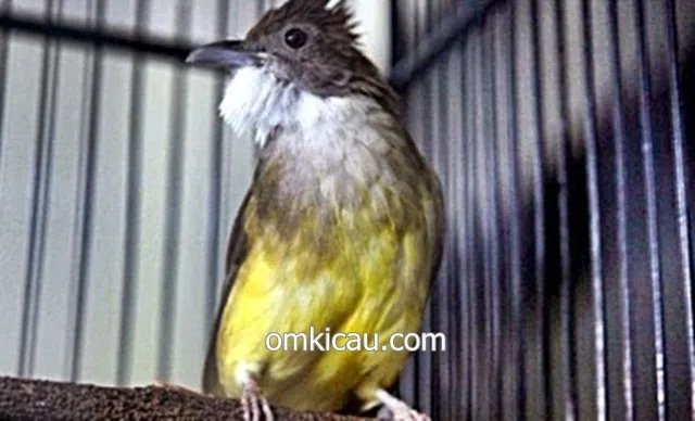 menggacorkan burung cucak jenggot menggacorkan burung cucak jenggot