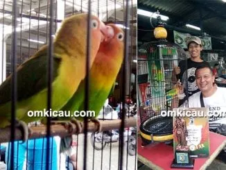 lovebird Robot Gedek