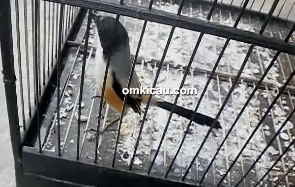 mengatasi burung cendet yang gemar melantai mengatasi burung cendet yang gemar melantai