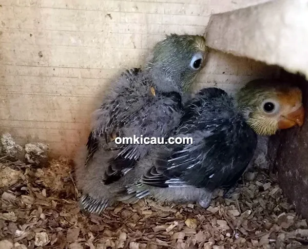 breeding lovebird warna