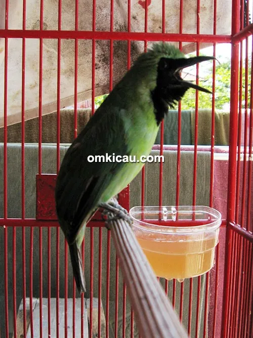 Cucak ijo Raja Sawer