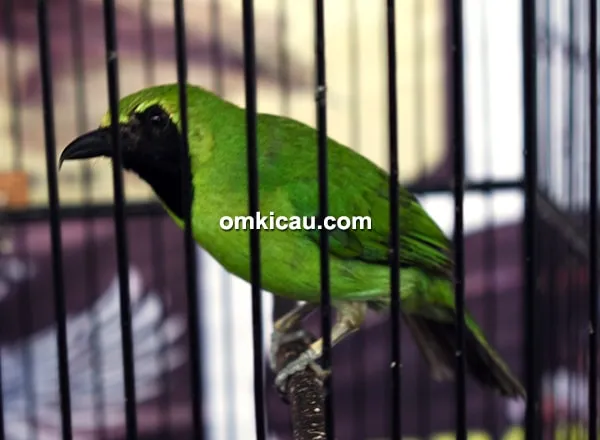 Cucak ijo Saliyo Cucak ijo Saliyo