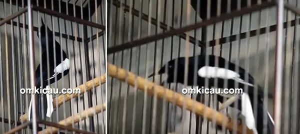Kacer Kiai Kanjeng Kacer Kiai Kanjeng