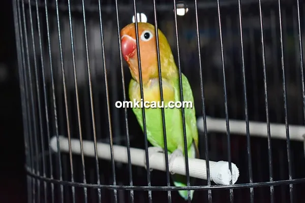 Lovebird Jablay Lovebird Jablay
